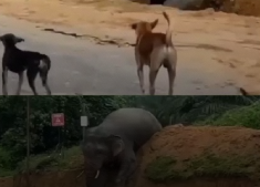 Dog And Elephat